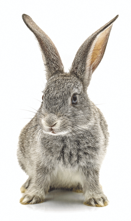 Raising rabbits - Country Culture